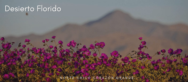 Desierto florido: Norte Chico, Corazón Grande
