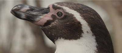 Pingüino de Humboldt en Coquimbo