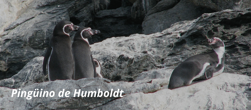 Pingüino de Humboldt: Conociendo a una especie en peligro