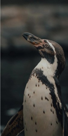 Pingüino de Humboldt en Coquimbo