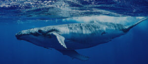 La Higuera es hábitat para descanso y alimentación de hasta 16 tipos diferentes de cetáceos, como la ballena azul o la ballena jorobada
