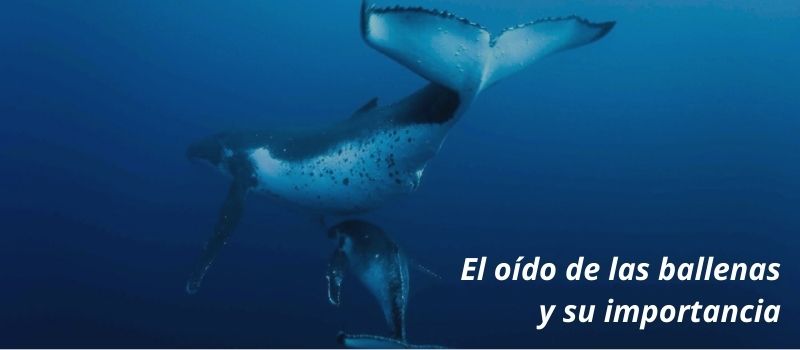 El oido de las ballenas y su importancia