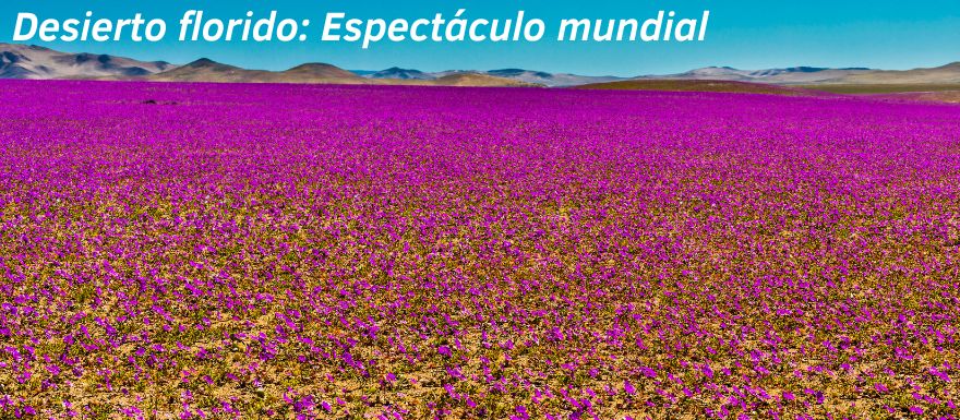 Desierto florido: El “milagro” chileno - Norte Chico, Corazón Grande